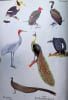 The Birds of Burma. Bertram E. Smithies