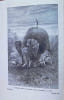 A Hunter's Wanderings in Africa being a narrative of nine years spent amongst the game of the far interior of South Africa. Frederick Courteney Selous
