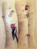 Life histories of North American Woodpeckers. Arthur Cleveland Bent