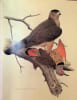 Life histories of North American Woodpeckers. Arthur Cleveland Bent
