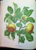 Nederlandsche Flora en Pomona. Bestuur der Pomologische Vereeniging te Boskoop