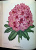 Nederlandsche Flora en Pomona. Bestuur der Pomologische Vereeniging te Boskoop
