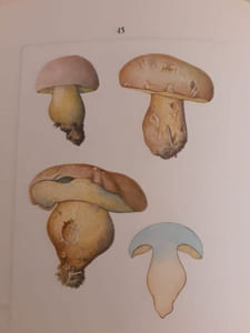 Les Bolets