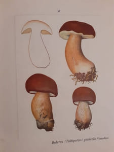 Les Bolets