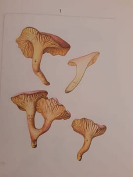 Les Bolets. A. Leclair - H. Essette