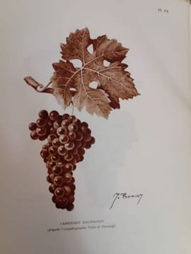 Le Vignoble girondin. Germain Lafforgue