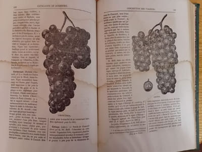 Catalogue illustré et descriptif des vignes américaines