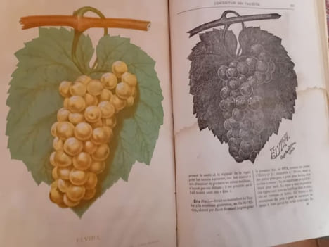 Catalogue illustré et descriptif des vignes américaines. Bush et Fils et Meissner