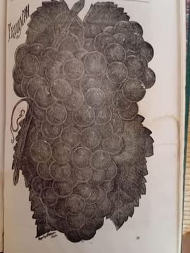 Catalogue illustré et descriptif des vignes américaines. Bush et Fils et Meissner