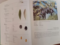 Catalogue mondial des variétés d'olivier
