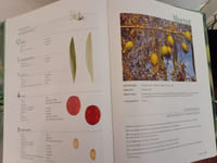 Catalogue mondial des variétés d'olivier