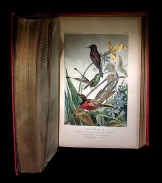 Histoire naturelle populaire - L'Homme et les animaux.. BRONGNIART (Charles).