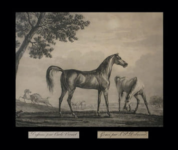 [Aquatinte signée dans la plaque et titrée :] Chevaux au pré.