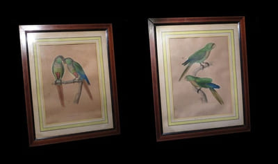 [Réunion de deux épreuves rehaussées à la gomme arabique extraites de l'ouvrage Iconographie des perroquets non figurés dans les publication de Bourjot Saint-Hilaire et de Levaillant - Histoire des perroquets].