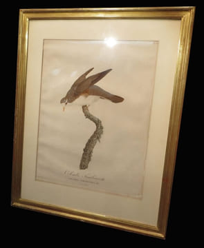 [Planche extraite de l'ouvrage] Les Pigeons figurant ici une ''Colombe tambourette''.. KNIP (Pauline de COURCELLES, née) &  TEMMINCK (Coenraad Jacob, ...