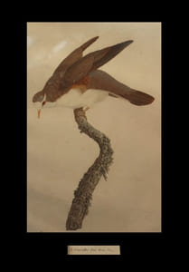 [Planche extraite de l'ouvrage] Les Pigeons figurant ici une ''Colombe tambourette''.