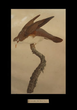 [Planche extraite de l'ouvrage] Les Pigeons figurant ici une ''Colombe tambourette''.. KNIP (Pauline de COURCELLES, née) &  TEMMINCK (Coenraad Jacob, ...