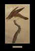 [Planche extraite de l'ouvrage] Les Pigeons figurant ici une ''Colombe tambourette''.. KNIP (Pauline de COURCELLES, née) &  TEMMINCK (Coenraad Jacob, ...