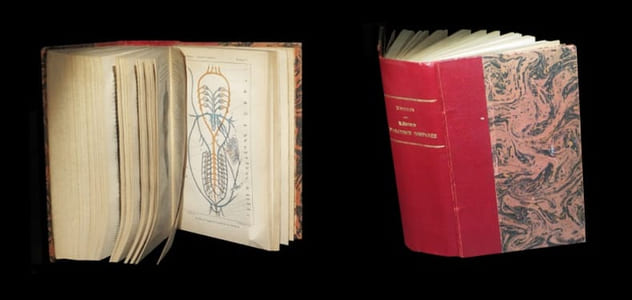 Eléments d'anatomie comparée.
