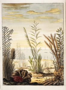 Essai sur l'Histoire naturelle des Corallines, et d'autres productions marines du même genre qu'on trouve communément sur les côtes de la Grande-Bretagne et d'Irlande; auquel on a joint une description d'un grand polype de mer. Traduit de l'anglois.