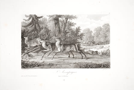 [Chasse à courre. Chasse au cerf].