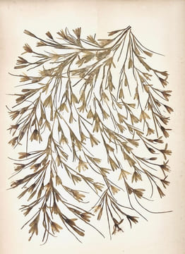 [JÉRUSALEM]. Photographies et Fleurs de Terre Sainte.. undefined
