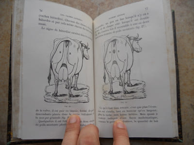 Les vaches laitieres - Choix - Races -Entretien - Habitations - Alimentation - Reproduction - Elevage - Le lait et ses produits