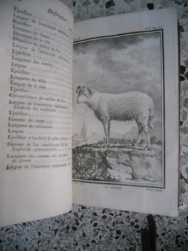 Histoire naturelle, generale et particuliere, avec la description du cabinet du Roi - Tome Neuvieme (Brebis, belier, bouc, cochon, sanglier ... ). ...