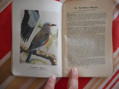 The book of indian birds