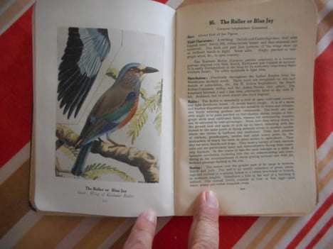 The book of indian birds. Salim Ali