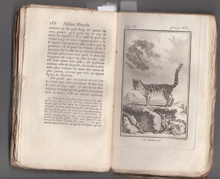 HISTOIRE NATURELLE GENERALE ET PARTICULIERE - NOUVELLE EDITION : TOME XI. De Buffon, M.: