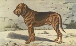LES CHIENS, LE GIBIER ET SES ENNEMIS.Manufacture de SAINT-ETIENNE.1907