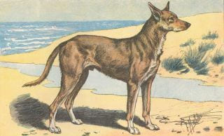 LES CHIENS, LE GIBIER ET SES ENNEMIS.Manufacture de SAINT-ETIENNE.1907