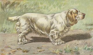LES CHIENS, LE GIBIER ET SES ENNEMIS.Manufacture de SAINT-ETIENNE.1907. MANUFRANCE) - MALHER, SAMAT J.-B.- Mahler, P.