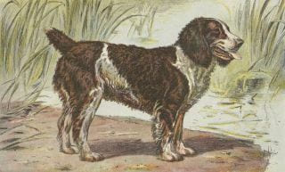 LES CHIENS, LE GIBIER ET SES ENNEMIS.Manufacture de SAINT-ETIENNE.1907. MANUFRANCE) - MALHER, SAMAT J.-B.- Mahler, P.