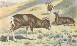 LES CHIENS, LE GIBIER ET SES ENNEMIS.Manufacture de SAINT-ETIENNE.1907. MANUFRANCE) - MALHER, SAMAT J.-B.- Mahler, P.
