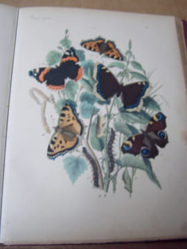 Les papillons. Organisation - Moeurs - Chasse - Collections - Classification. Iconographie et histoire naturelle des papillons d'Europe.2 tomes en un ...