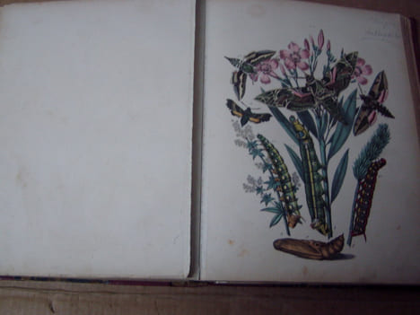 Les papillons. Organisation - Moeurs - Chasse - Collections - Classification. Iconographie et histoire naturelle des papillons d'Europe.2 tomes en un ...