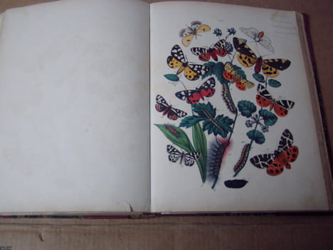 Les papillons. Organisation - Moeurs - Chasse - Collections - Classification. Iconographie et histoire naturelle des papillons d'Europe.2 tomes en un ...