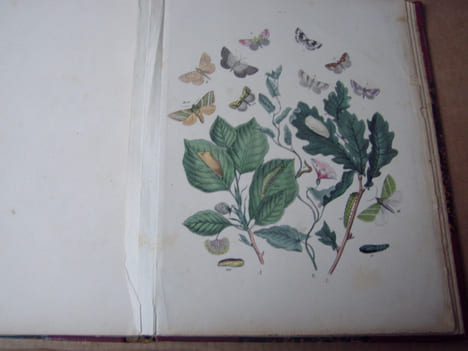 Les papillons. Organisation - Moeurs - Chasse - Collections - Classification. Iconographie et histoire naturelle des papillons d'Europe.2 tomes en un ...