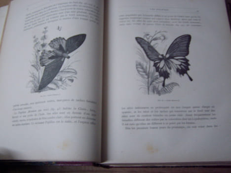 Les papillons. Organisation - Moeurs - Chasse - Collections - Classification. Iconographie et histoire naturelle des papillons d'Europe.2 tomes en un ...