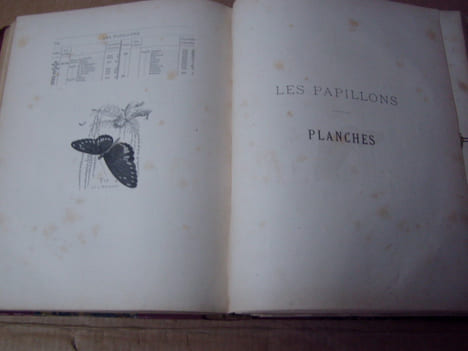 Les papillons. Organisation - Moeurs - Chasse - Collections - Classification. Iconographie et histoire naturelle des papillons d'Europe.2 tomes en un ...