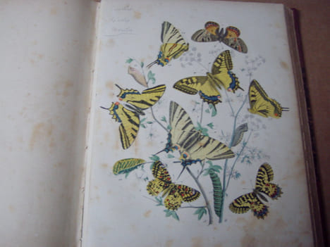 Les papillons. Organisation - Moeurs - Chasse - Collections - Classification. Iconographie et histoire naturelle des papillons d'Europe.2 tomes en un ...