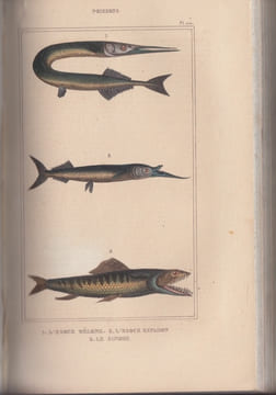 Oeuvres complètes du comte de Lacépède comprenant l'histoire naturelle des quadrupèdes ovipares, des serpents, des poissons et des cétacés, ...