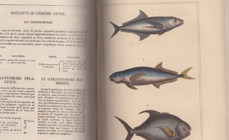 Oeuvres complètes du comte de Lacépède comprenant l'histoire naturelle des quadrupèdes ovipares, des serpents, des poissons et des cétacés, ...