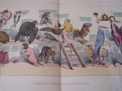 Règne animal (suite)« CABINET D’HISTOIRE NATURELLE. (suite) » (2 ) - Lithographie, Coloriée -- n°271-272-Hand-coloured lithograph,