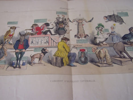 Règne animal (3)- CABINET D’HISTOIRE NATURELLE. (suite) : (3 )- Lithographie, Coloriée -Hand-coloured lithograph,. Grandville (Nancy, 15–09–1803 - ...