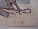 Règne animal (3)- CABINET D’HISTOIRE NATURELLE. (suite) : (3 )- Lithographie, Coloriée -. Grandville (Nancy, 15–09–1803 - Vanves, 17–03–1847) 