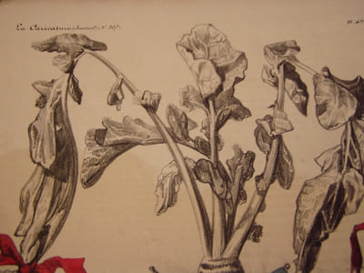 Navet d’Honneur, offert au Prince Rosolin par la Caricature.- Lithographie originale en couleur sur Velin blanc.
