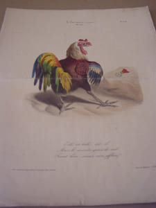 Elle est belle, dit-il, mais le moindre grain de mil ferait bien mieux mon affaire - Lithographie originale en couleur sur Velin blanc.